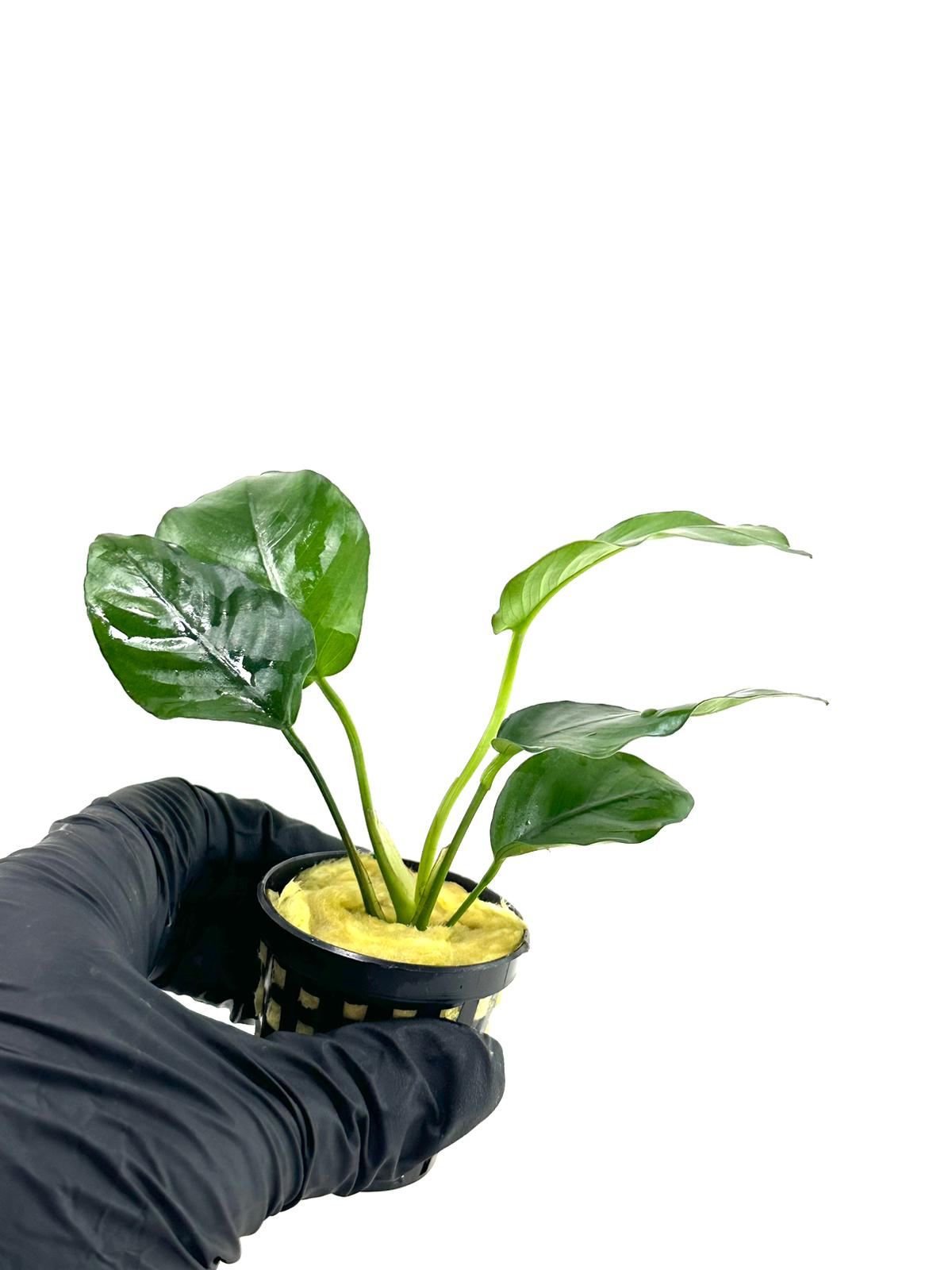 Anubias Barteri Var Nana