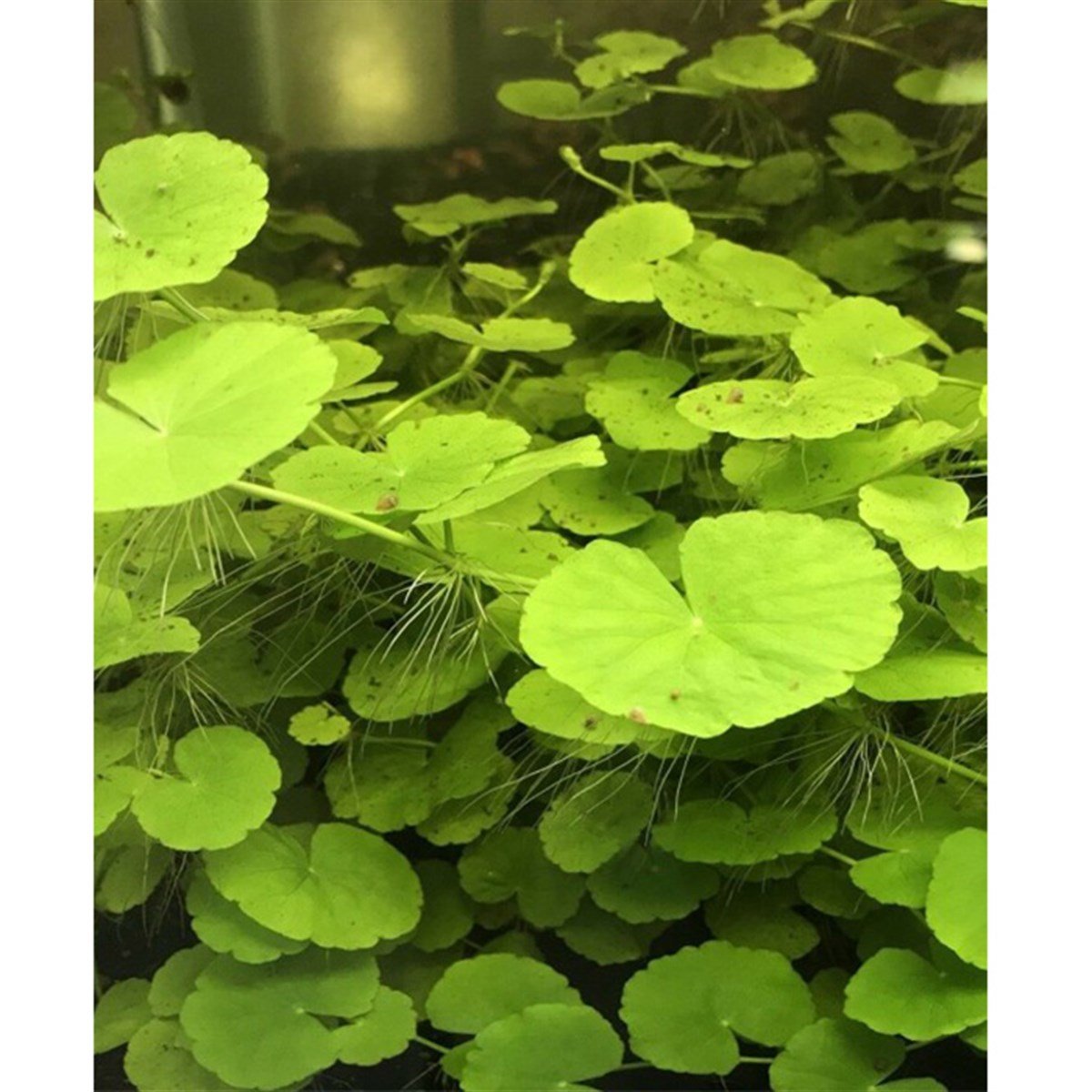 Hydrocotyle Leucocephala