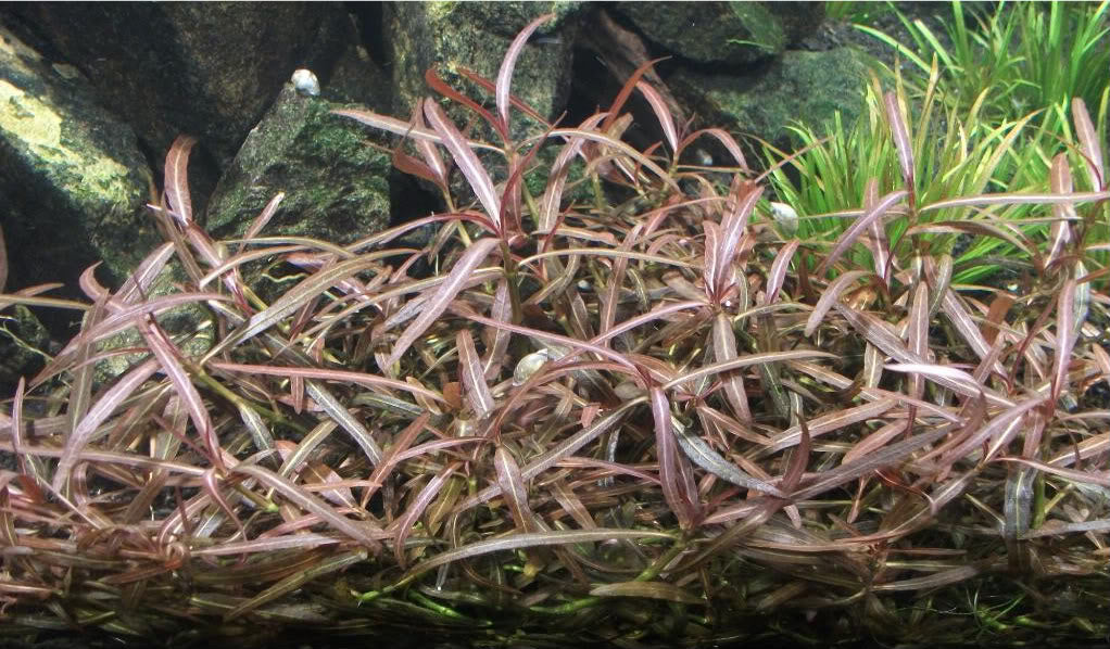 Hygrophila araguaia