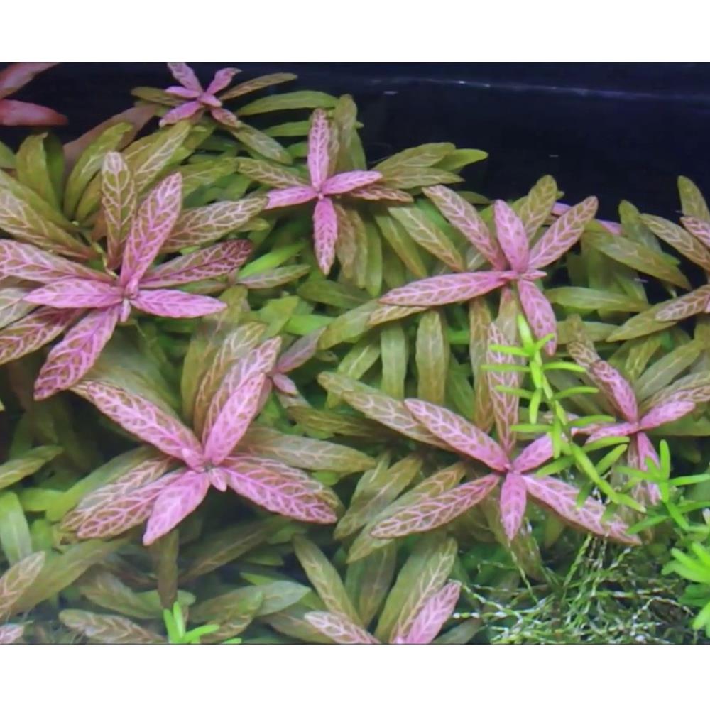 Hygrophila Rosanervis