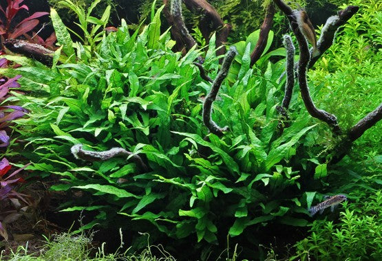 Microsorum Pteropus (java fern)