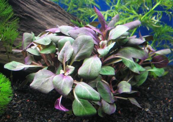 Lobelia Cardinalis