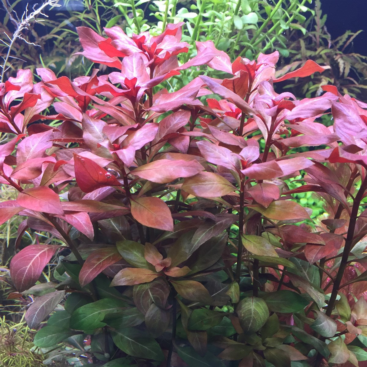 Ludwigia Glandulosa