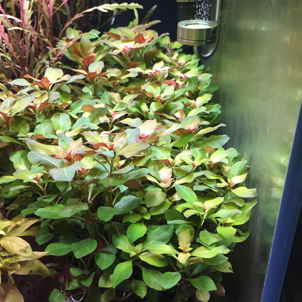 Ludwigia Glandulosa