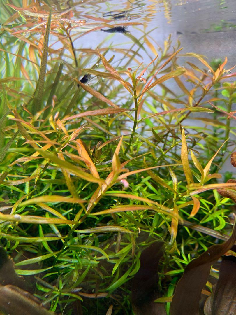 Ludwigia Brevipes