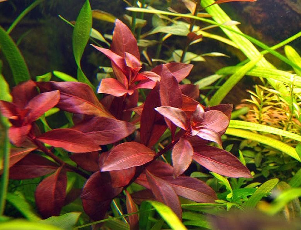 Ludwigia Repens