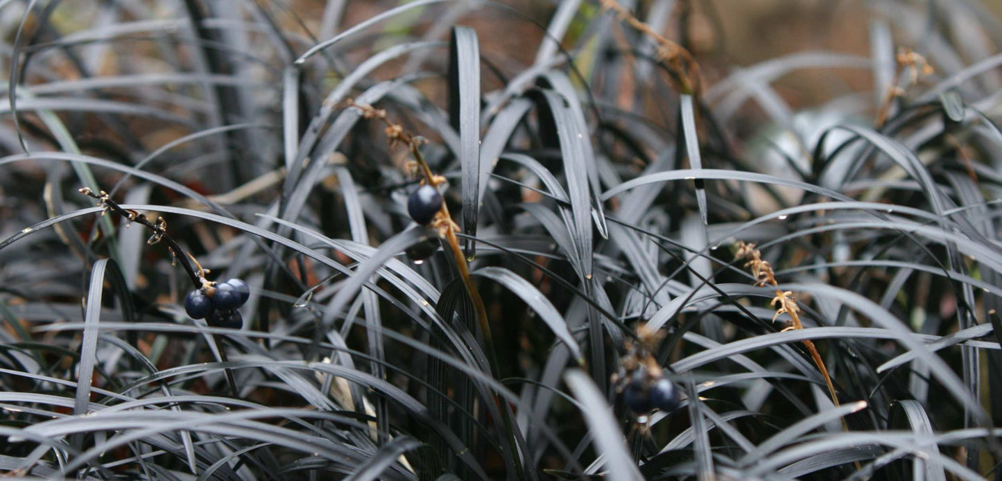 Ophiopogon Planiscapus