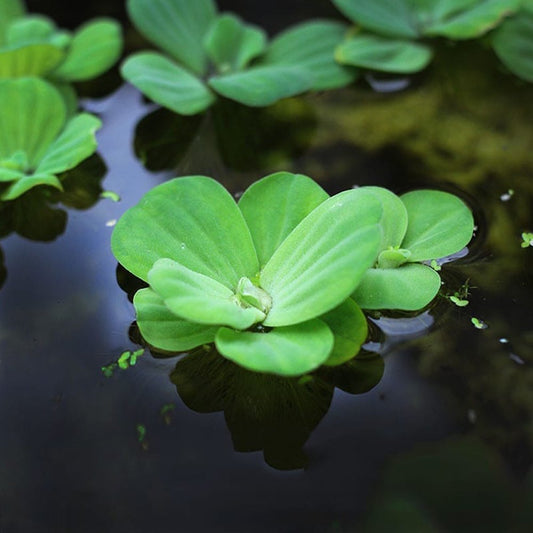 Pistia Stratiotes (Su Marulu)