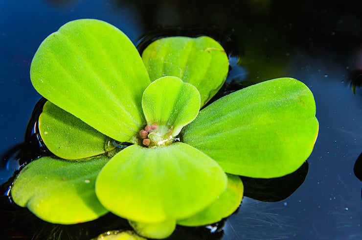 Pistia Stratiotes (Su Marulu)