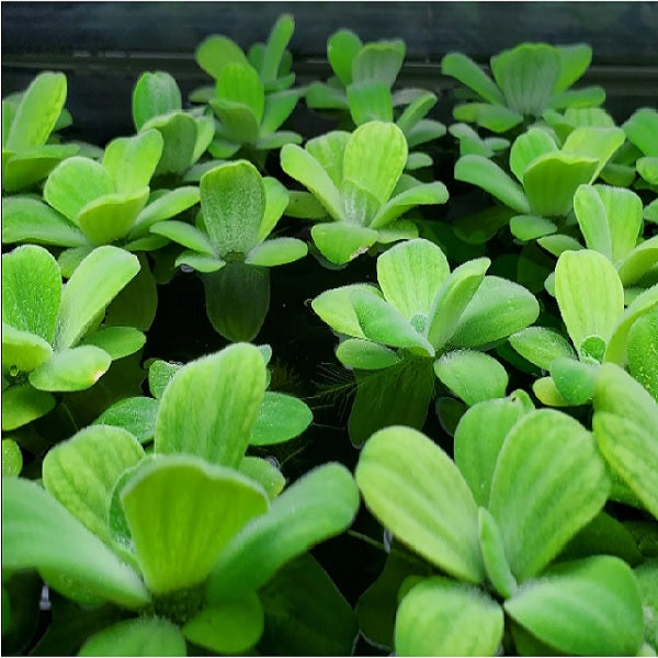 Pistia Stratiotes (Su Marulu)