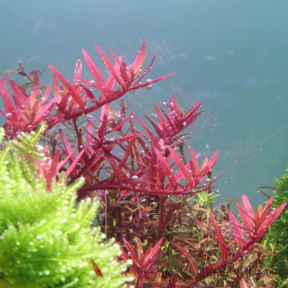 Rotala Colorota