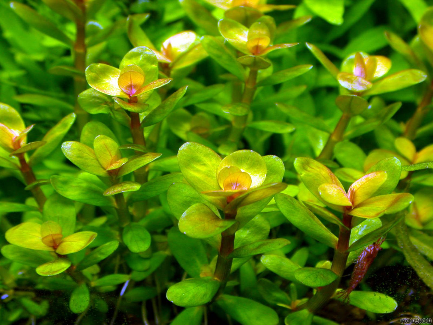 Rotala İndica Red