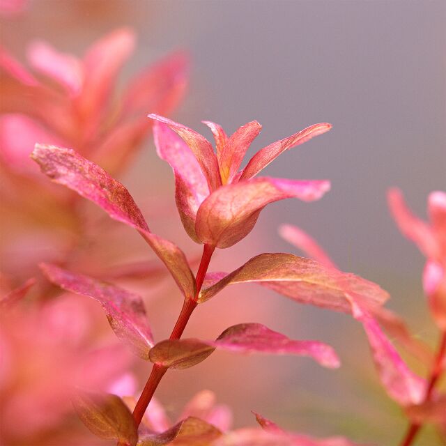 Rotala Macrandra Mini Pink