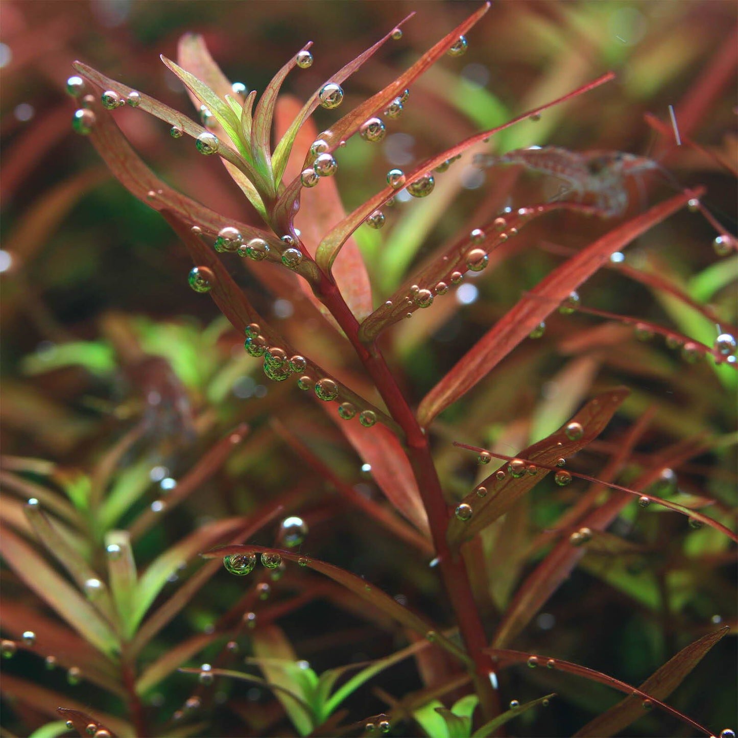 Rotala Colorota