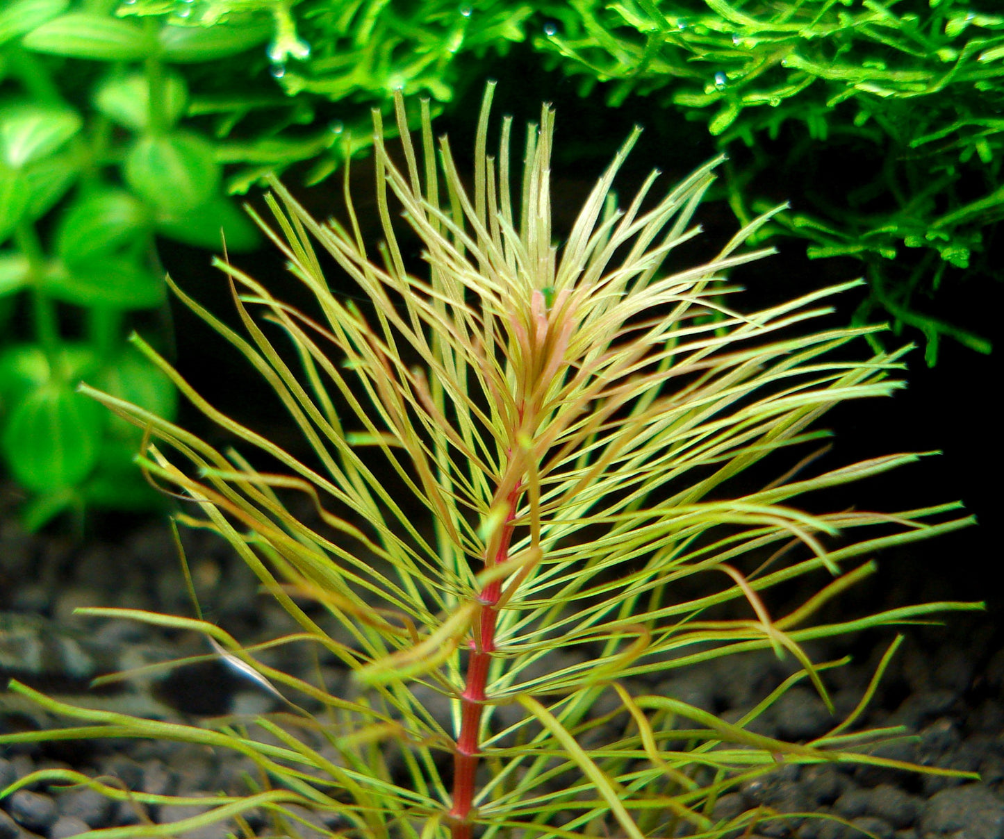 Rotala Mexicana Bangladesh