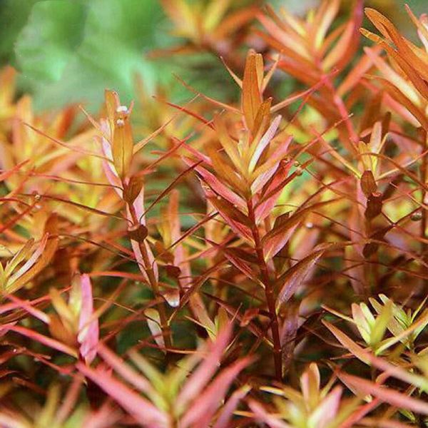 Rotala Macrandra Mini Pink