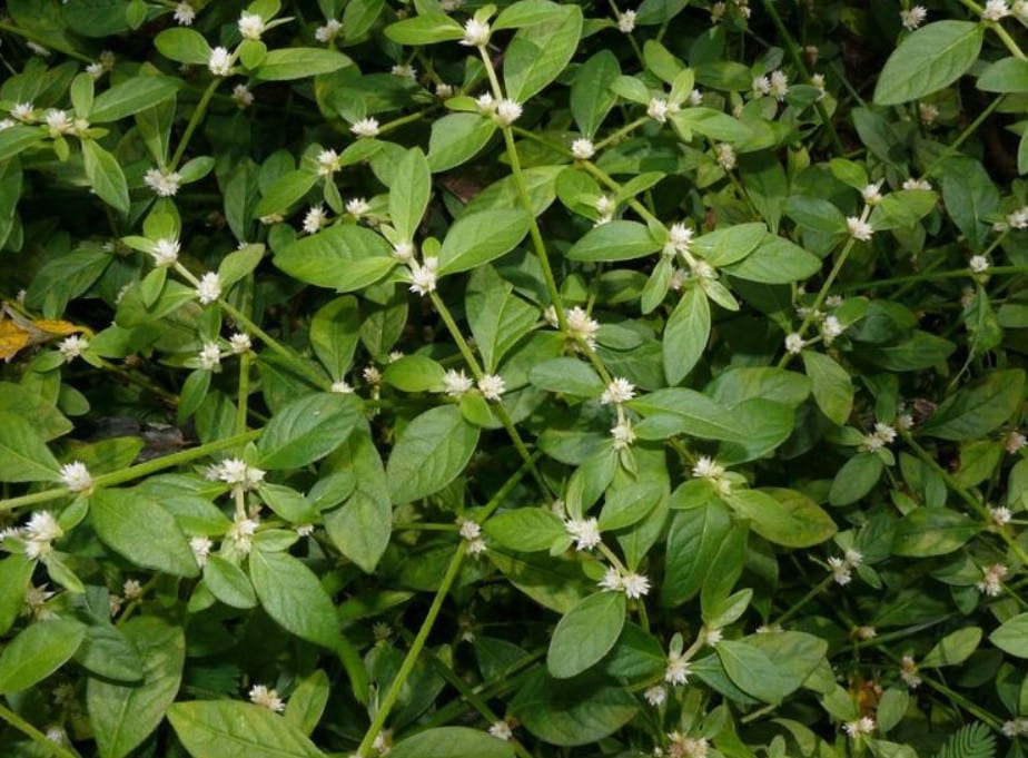 Alternanthera Sessilis Green