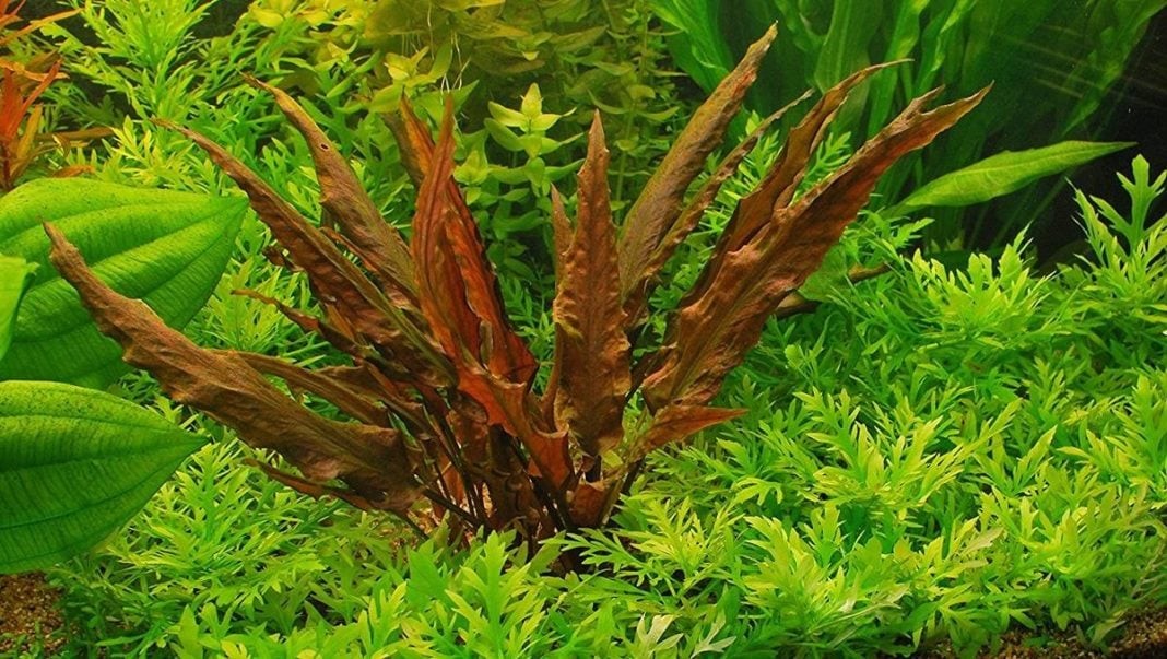 Cryptocoryne Wendtii  Brown